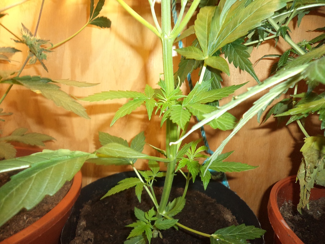 strong stem on this marijuana plant 