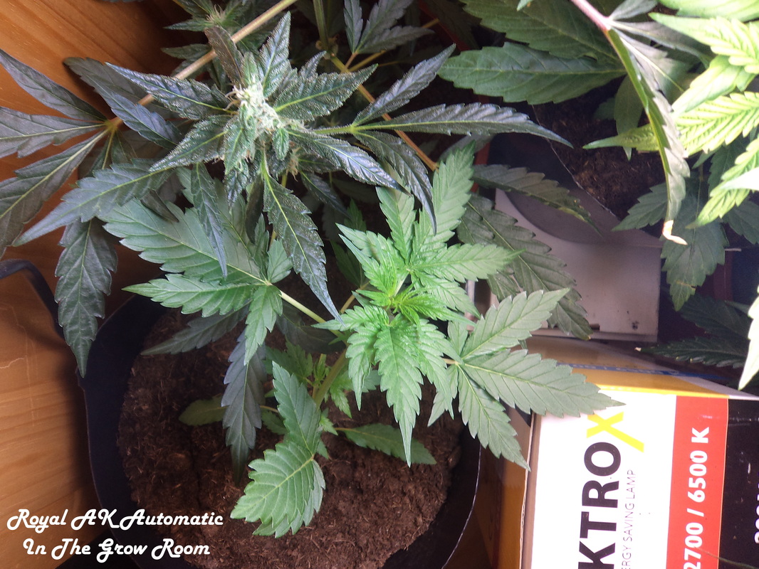 marijuana in the grow room