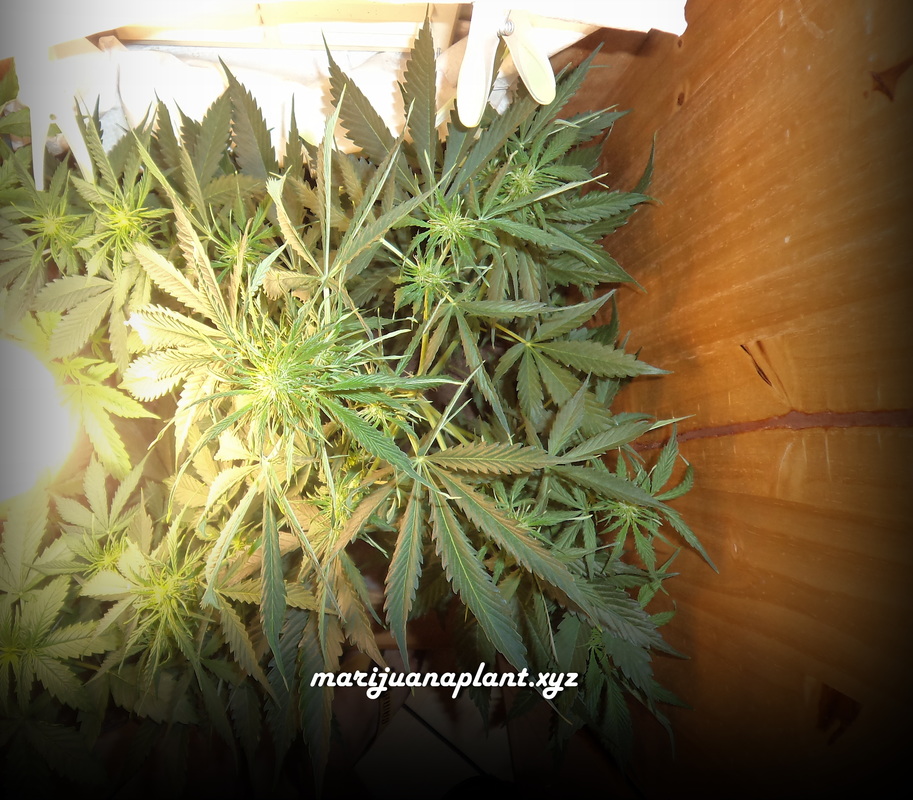marijuana flowering in grow room