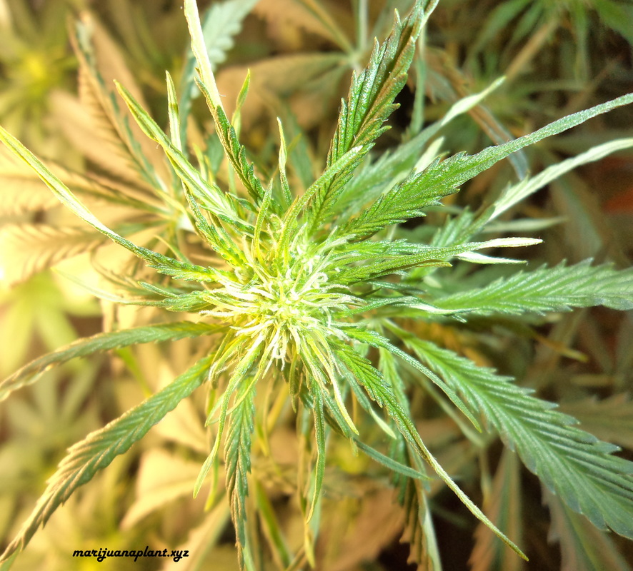 marijuana plant is starting to flower