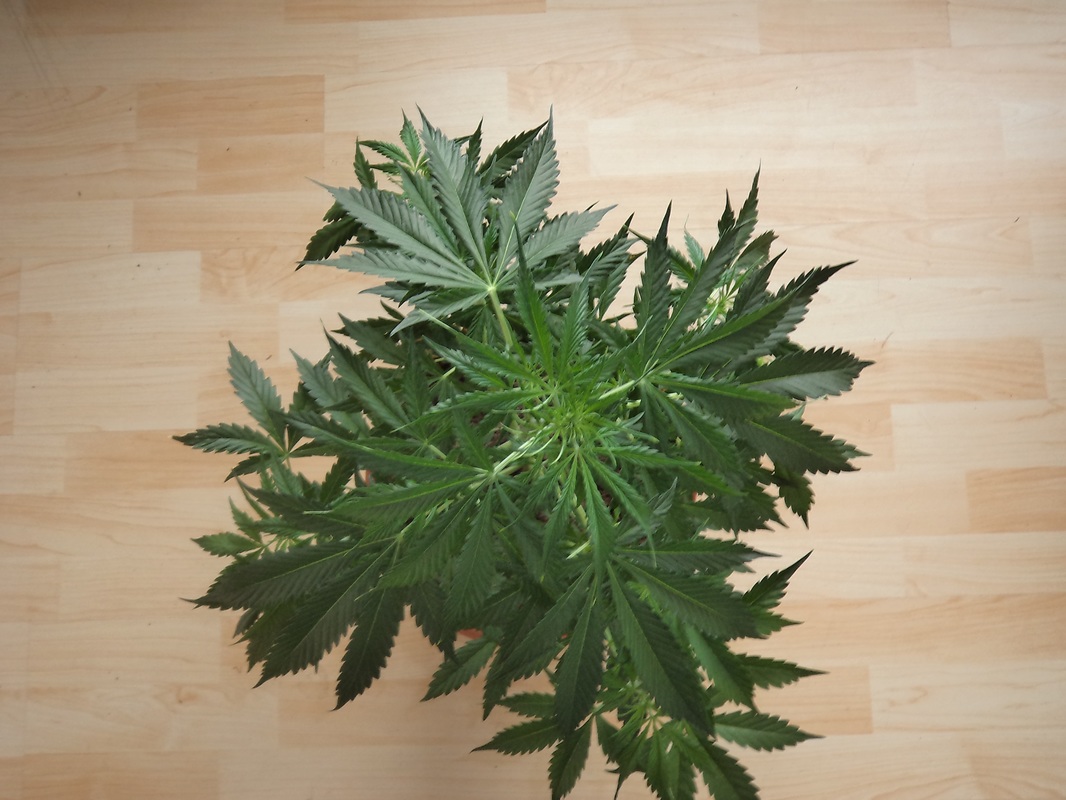 Bushy Marijuana Plant