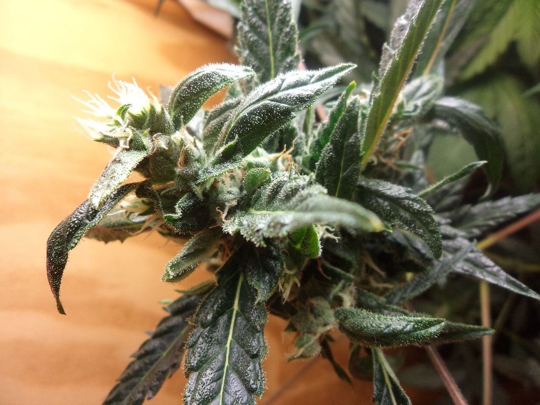 marijuana plant is nearly ready for harvest