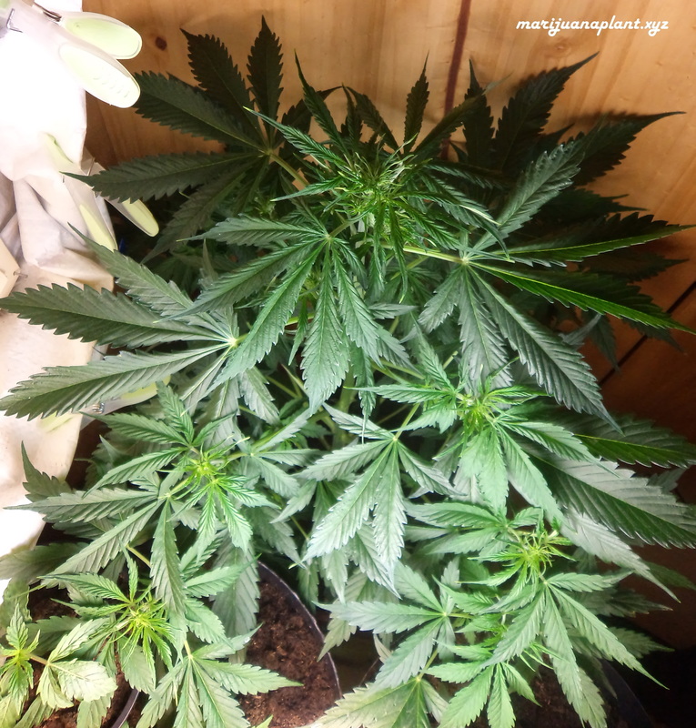 marijuana plant in vegetative grow stage 