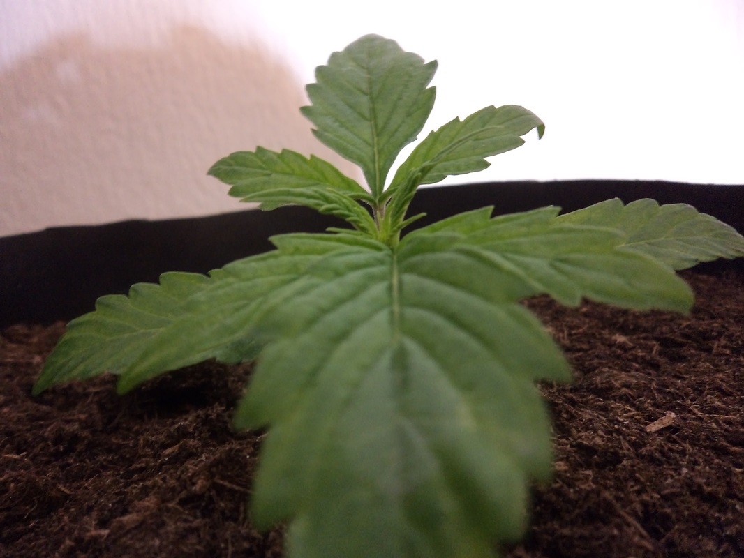 Marijuana Plant Seedling