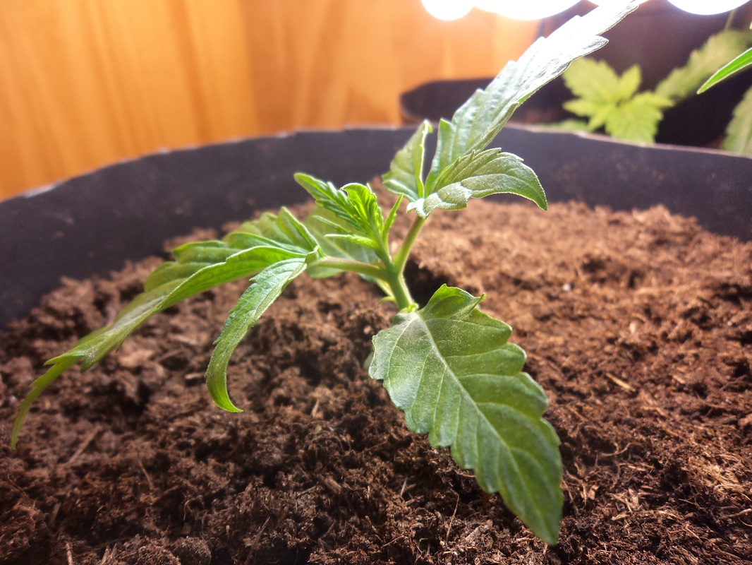 Young Marijuana Plant