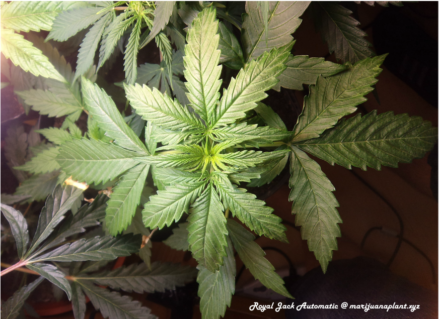 2 week old marijuana plant