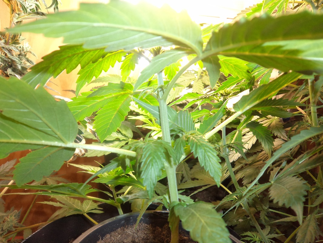 marijuana plant stem