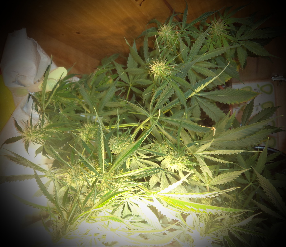 fast growing marijuana plant