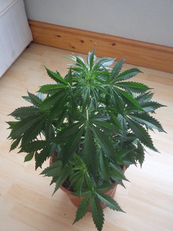 Growing a marijuana plant